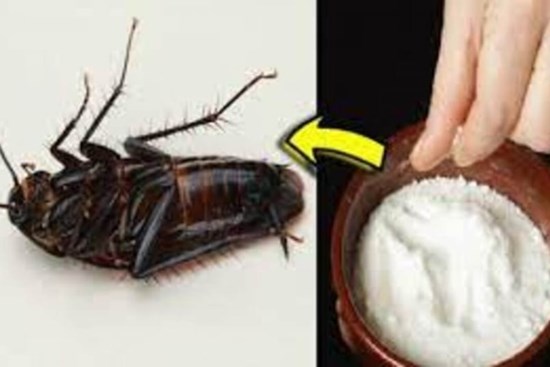 Gián ghét nhất thứ này: Chỉ cần đặt trong nhà gián 'một đi không trở lại', chẳng hề tốn tiền