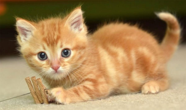 3 con giáp vận khí ngút trời, cơ hội thăng tiến vùn vụt trong tương lai-2