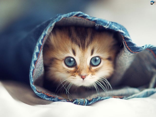 Có đức sẽ có phần: 3 tuổi ăn lộc Phật Bà Quan Âm sống xởi lởi tiền bạc tự về tay 2 năm tới-1