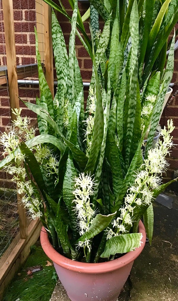 Đột nhiên thấy 3 thứ này xuất hiện trong nhà, gia chủ được lộc Tổ tiên, tiền tài đầy ắp-1