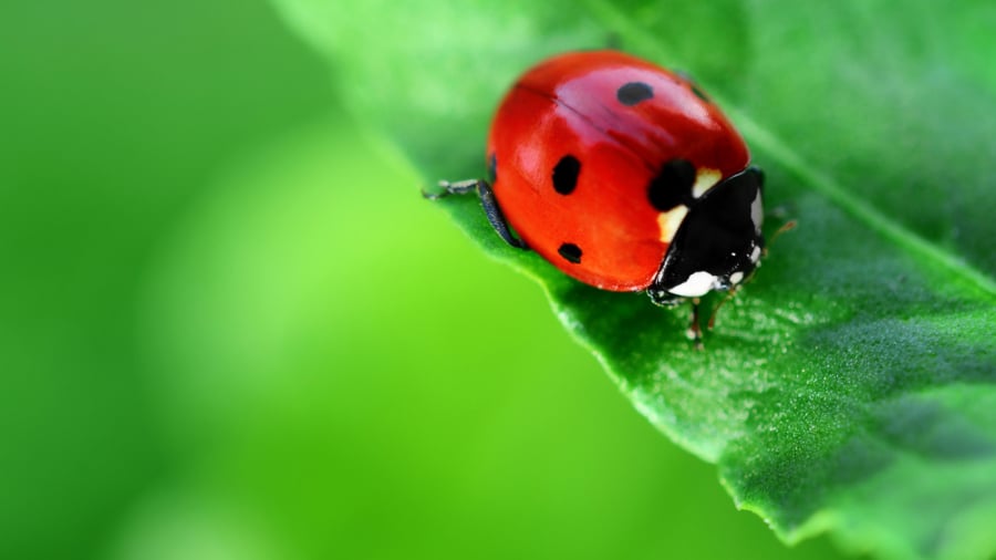 Đột nhiên thấy 3 thứ này xuất hiện trong nhà, gia chủ được lộc Tổ tiên, tiền tài đầy ắp-3