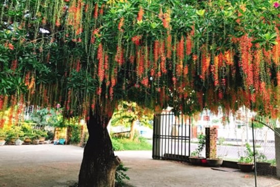 Đột nhiên thấy 3 thứ này xuất hiện trong nhà, gia chủ được lộc Tổ tiên, tiền tài đầy ắp