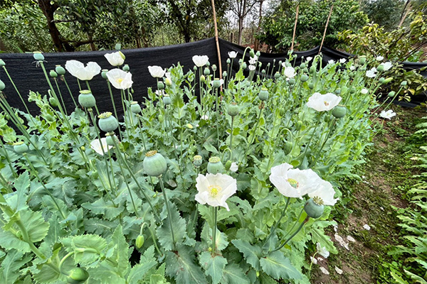 Bí mật trồng hơn 260 cây thuốc phiện trong vườn nhà-3