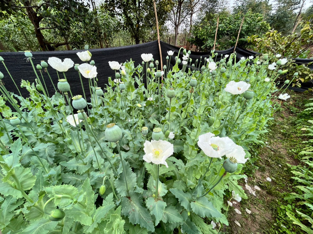 Người đàn ông trồng hơn 2 nghìn cây thuốc phiện trong vườn nhà-1