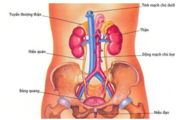 Triệu chứng suy thận sớm cần đặc biệt chú ý-1