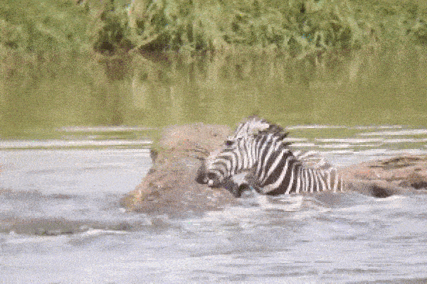 Clip: Ngựa vằn cắn trả, dìm cá sấu trên sông rồi trốn thoát ngoạn mục-1