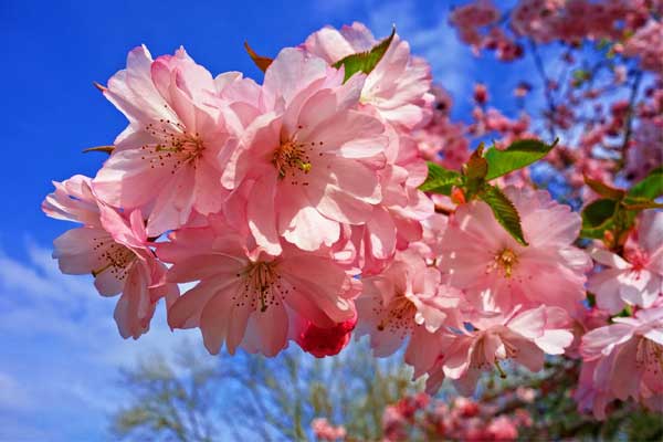 Tuần mới từ 6/2, 3 con giáp có vận đỏ như son, tài khoản nhảy số liên tục-2