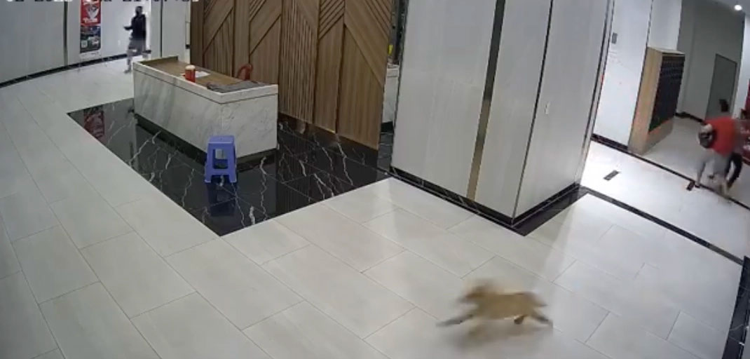 Diễn biến nóng vụ không rọ mõm chó còn đánh người ở quận 7-2