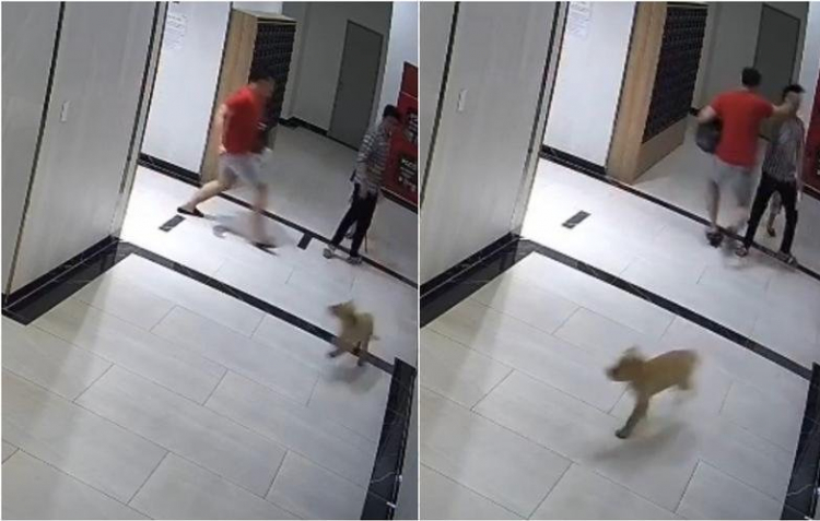Vụ chủ chú chó đấm người đàn ông bảo vệ con: Người phụ nữ đi cùng chủ chú chó buông lời thách thức-1
