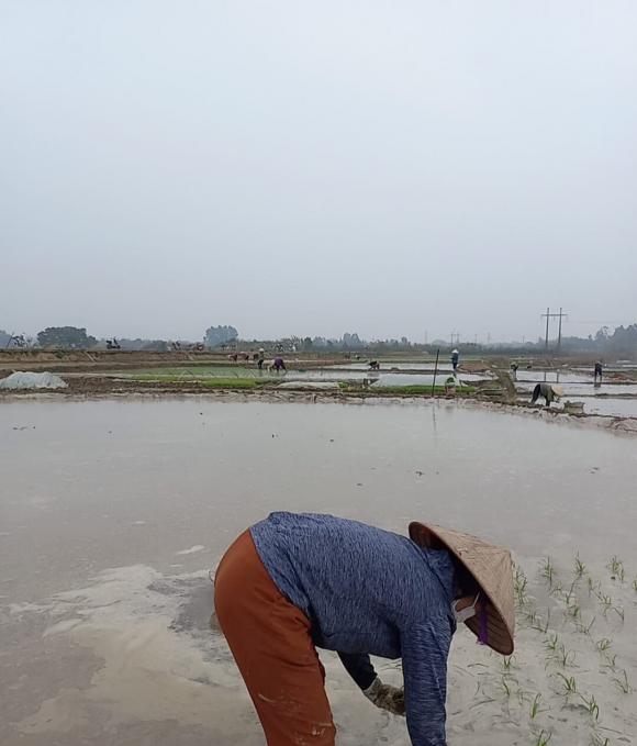 Lương 7 triệu sau 4 năm Đại học, cô gái buồn rũ rượi khi mẹ mướn người cấy thuê 450 nghìn/ngày-2