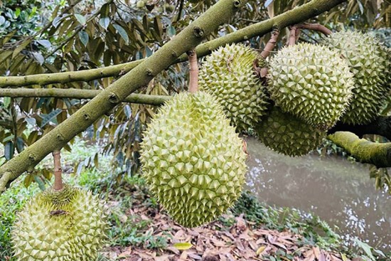 Sầu riêng sốt chưa từng có, giá bạc triệu mỗi quả, nỗi lo quay về thời 'buôn chuyến'