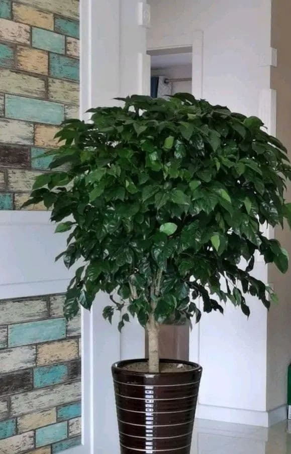 Người xưa nói: Nghèo trồng cỏ, giàu trồng cây, 6 cây cảnh phòng khách giúp vượng khí, phát tài-2