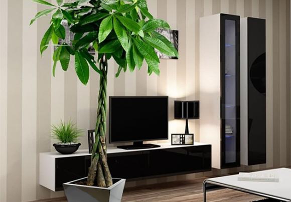 Người xưa nói: Nghèo trồng cỏ, giàu trồng cây, 6 cây cảnh phòng khách giúp vượng khí, phát tài-3