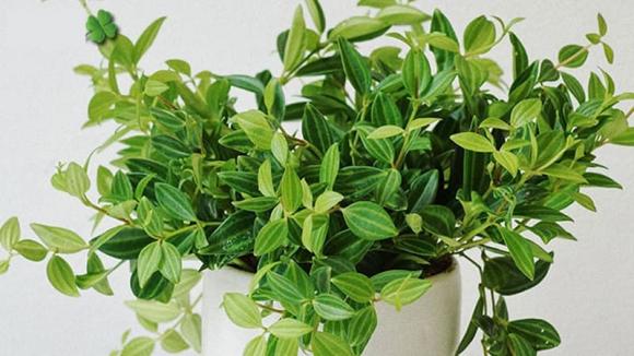 Người xưa nói: Nghèo trồng cỏ, giàu trồng cây, 6 cây cảnh phòng khách giúp vượng khí, phát tài-4