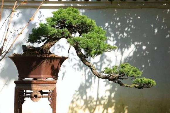 Người xưa nói: Nghèo trồng cỏ, giàu trồng cây, 6 cây cảnh phòng khách giúp vượng khí, phát tài-5