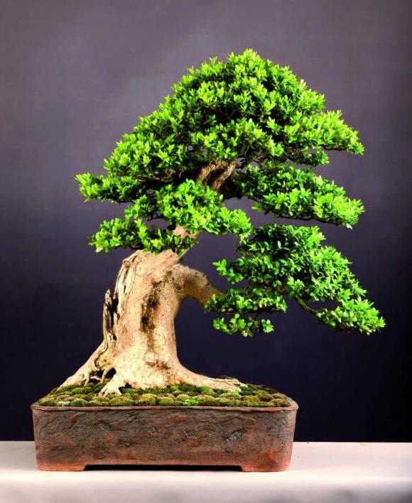 Người xưa nói: Nghèo trồng cỏ, giàu trồng cây, 6 cây cảnh phòng khách giúp vượng khí, phát tài-6