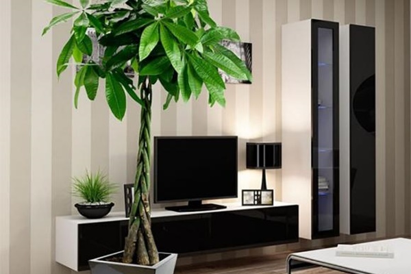 Có 5 loại cây chặn đứng tài lộc, càng trồng càng nghèo khó, đó là cây gì?-6