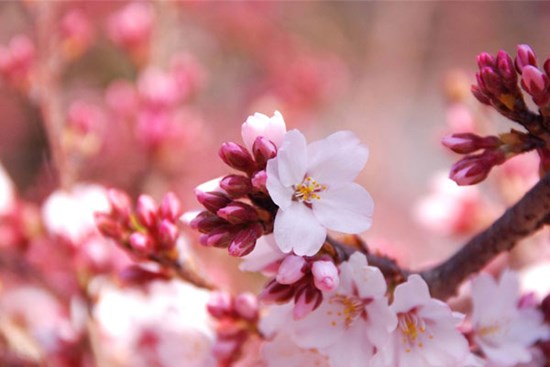 Nửa đầu năm 2023, 3 con giáp bộc lộ tài năng, một vốn bốn lời, đổi đời nhanh chóng