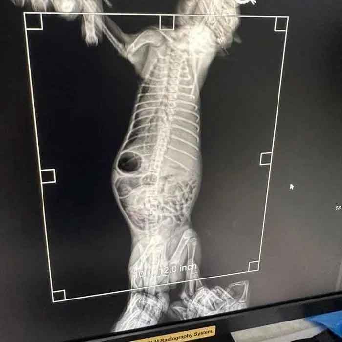 Mèo bị giẫm đạp mùng 2 Tết không còn cách điều trị, gia đình bé trai nói một câu khiến tất cả phẫn nộ-2