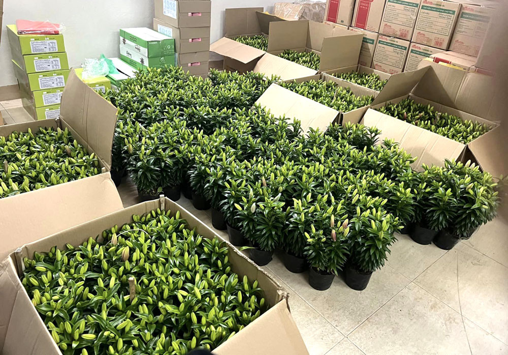 Sau Tết, hoa dơn giá rẻ như rau, chậu ly bằng cốc trà sữa-2