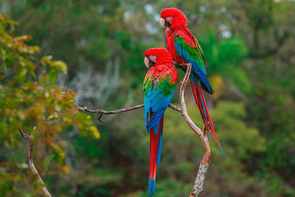 Từ nay đến 15/2: 4 con giáp tài lộc bừng sáng, kinh doanh đại lợi-4