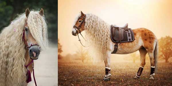 Từ nay đến 15/2: 4 con giáp tài lộc bừng sáng, kinh doanh đại lợi-3