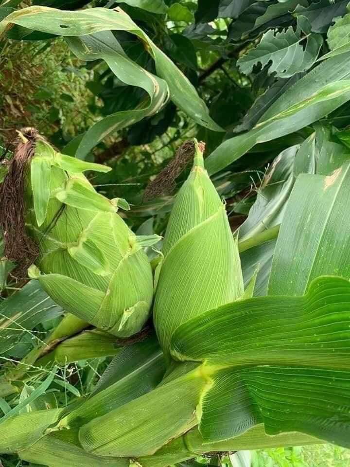 Loại ngô mập ú như củ khoai tây, dân buôn có ngày bán cả nghìn bắp-1