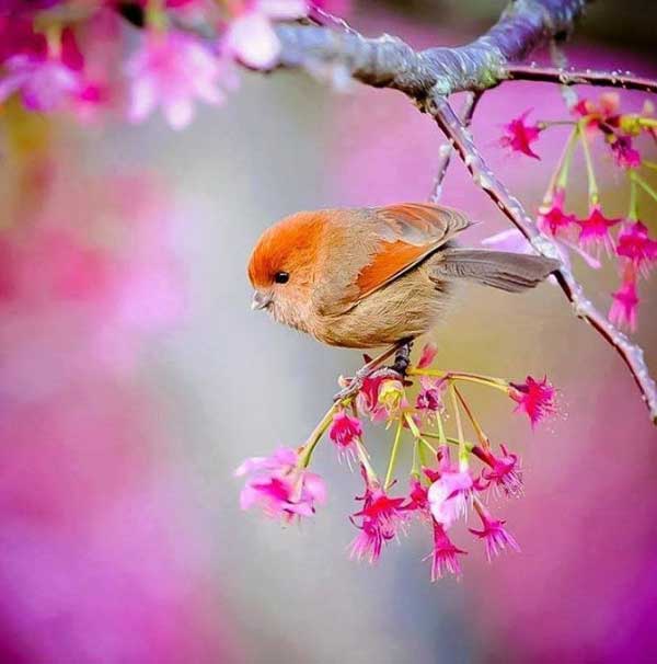 Mùa xuân vạn sự tốt lành, 4 con giáp ngoài có đào hoa, trong có tiền bạc, nhân sinh tươi đẹp-4