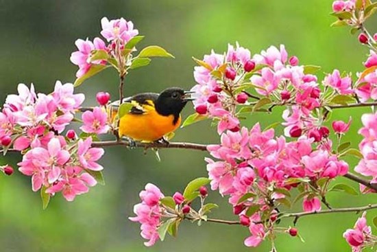 Mùa xuân vạn sự tốt lành, 4 con giáp ngoài có đào hoa, trong có tiền bạc, nhân sinh tươi đẹp