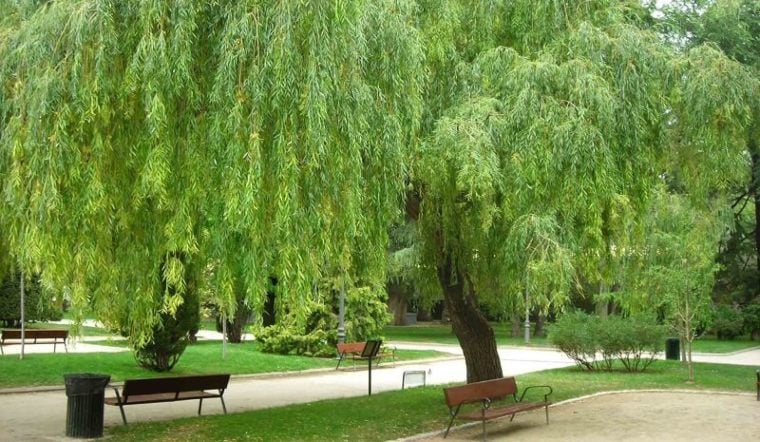 Có 5 loại cây chặn đứng tài lộc, càng trồng càng nghèo khó, đó là cây gì?-2