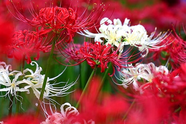 Người xưa dặn: 5 vật không buông bỏ, gia đình khó bình an, thịnh vượng-6