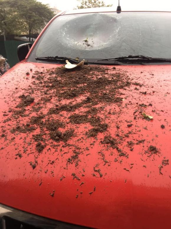 Lười mang đi vứt, một người sống ở tầng cao chung cư ném chậu hoa chơi Tết trúng đầu ô tô phía dưới-4