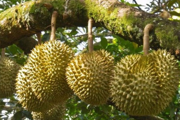 Từ cao kỷ lục, giá trái sầu riêng sụt giảm bất thường, mất gần 100.000 đồng/kg-1