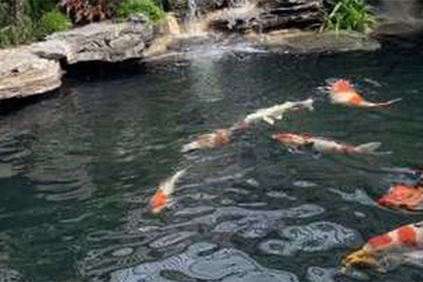 Vụ 2 bé 4 tuổi chết đuối trong hồ cá Koi nhà hàng xóm: Hồ cá không quá sâu-2