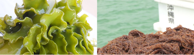 Công dụng hỗ trợ chăm sóc sức khoẻ của tảo nâu Mozuku-1