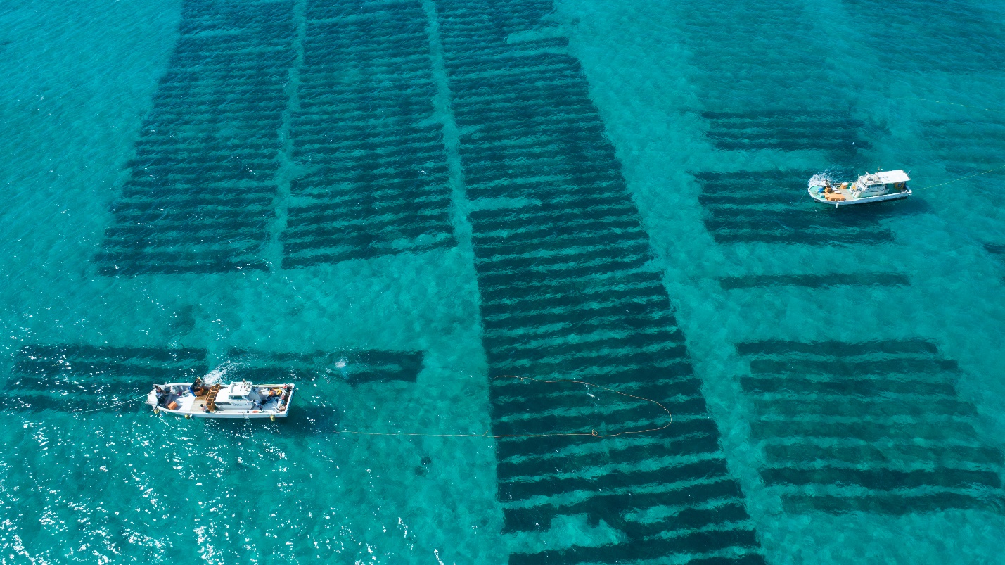 Công dụng hỗ trợ chăm sóc sức khoẻ của tảo nâu Mozuku-2