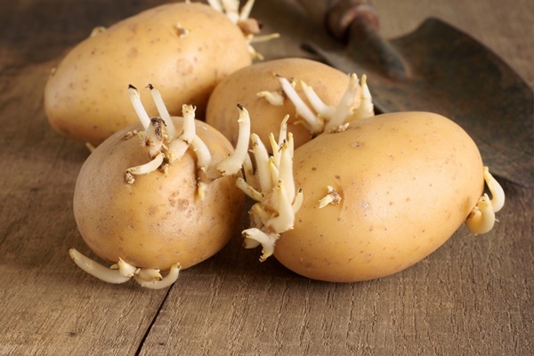 5 điều cấm kỵ khi bảo quản khoai tây khiến nhanh hỏng, ăn vào thậm chí còn gây ung thư-1