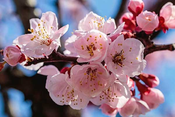 Sinh vào 5 ngày Âm lịch này, tốt bụng lại lạc quan, càng về già càng có lộc-1