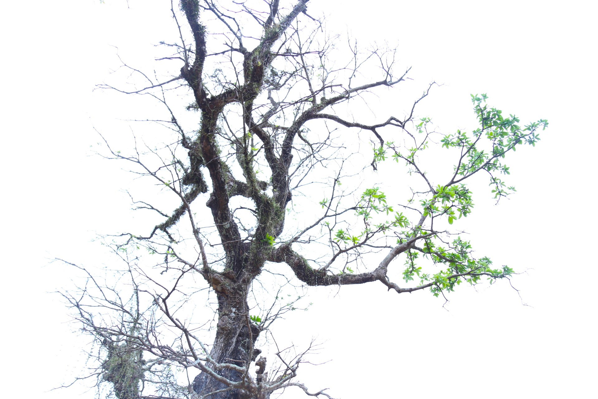 Cây lộc vừng rỗng gốc độc lạ, giá nửa tỷ đồng không bán-10