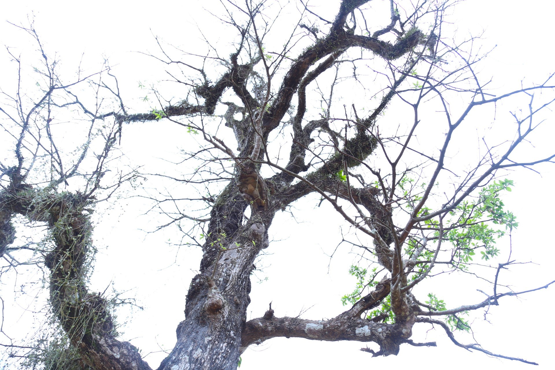 Cây lộc vừng rỗng gốc độc lạ, giá nửa tỷ đồng không bán-2