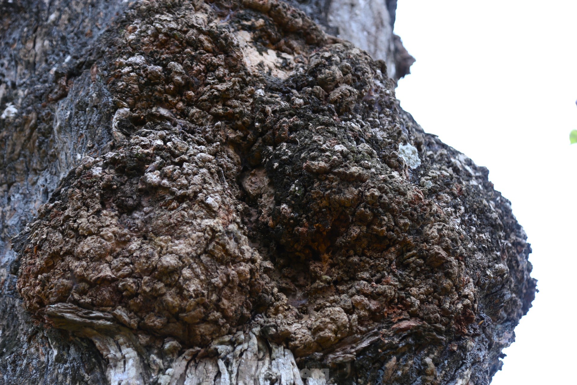 Cây lộc vừng rỗng gốc độc lạ, giá nửa tỷ đồng không bán-3