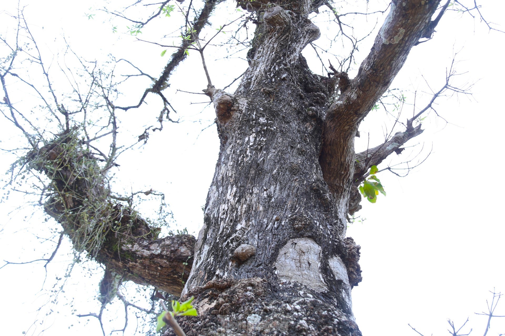 Cây lộc vừng rỗng gốc độc lạ, giá nửa tỷ đồng không bán-4