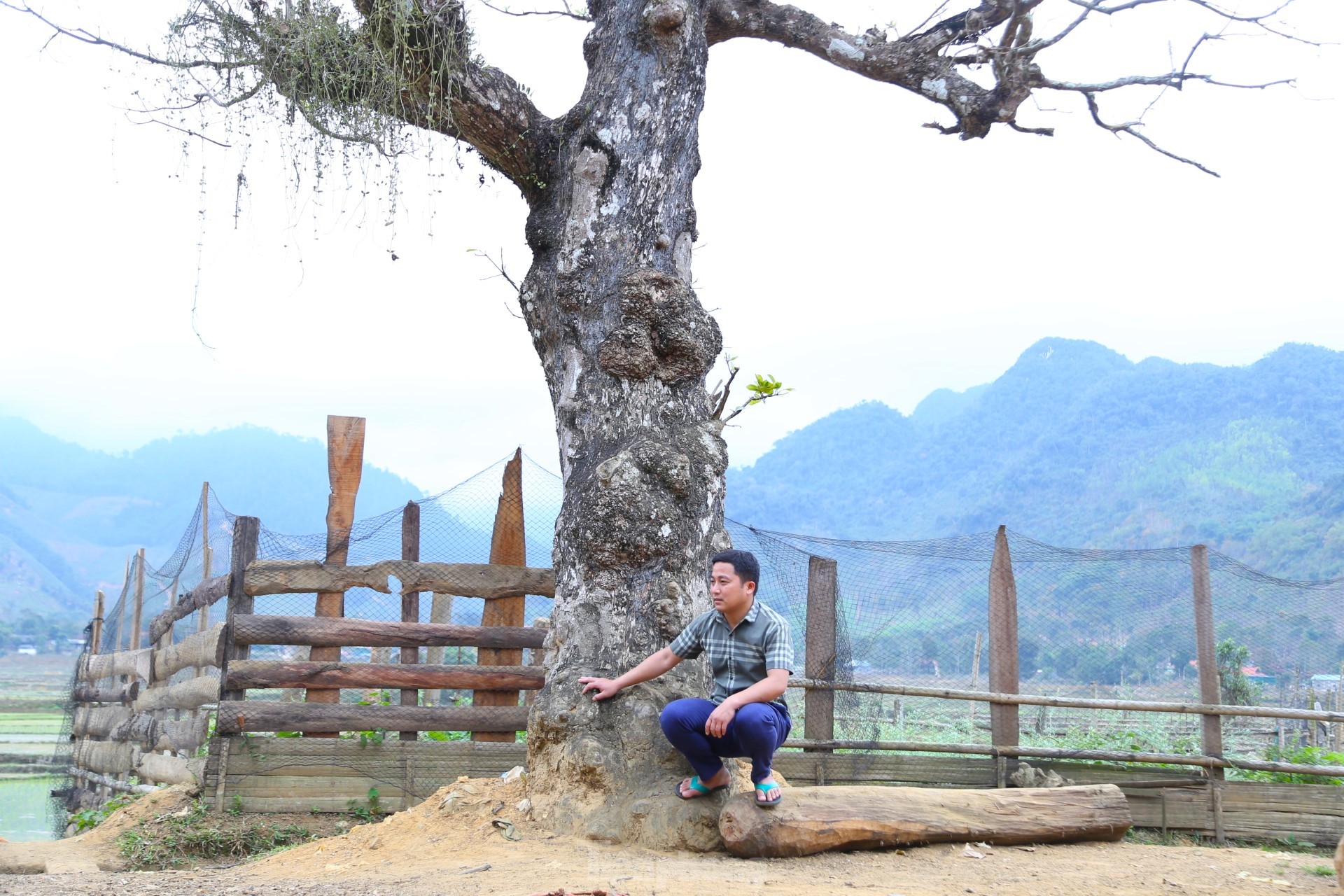 Cây lộc vừng rỗng gốc độc lạ, giá nửa tỷ đồng không bán-5