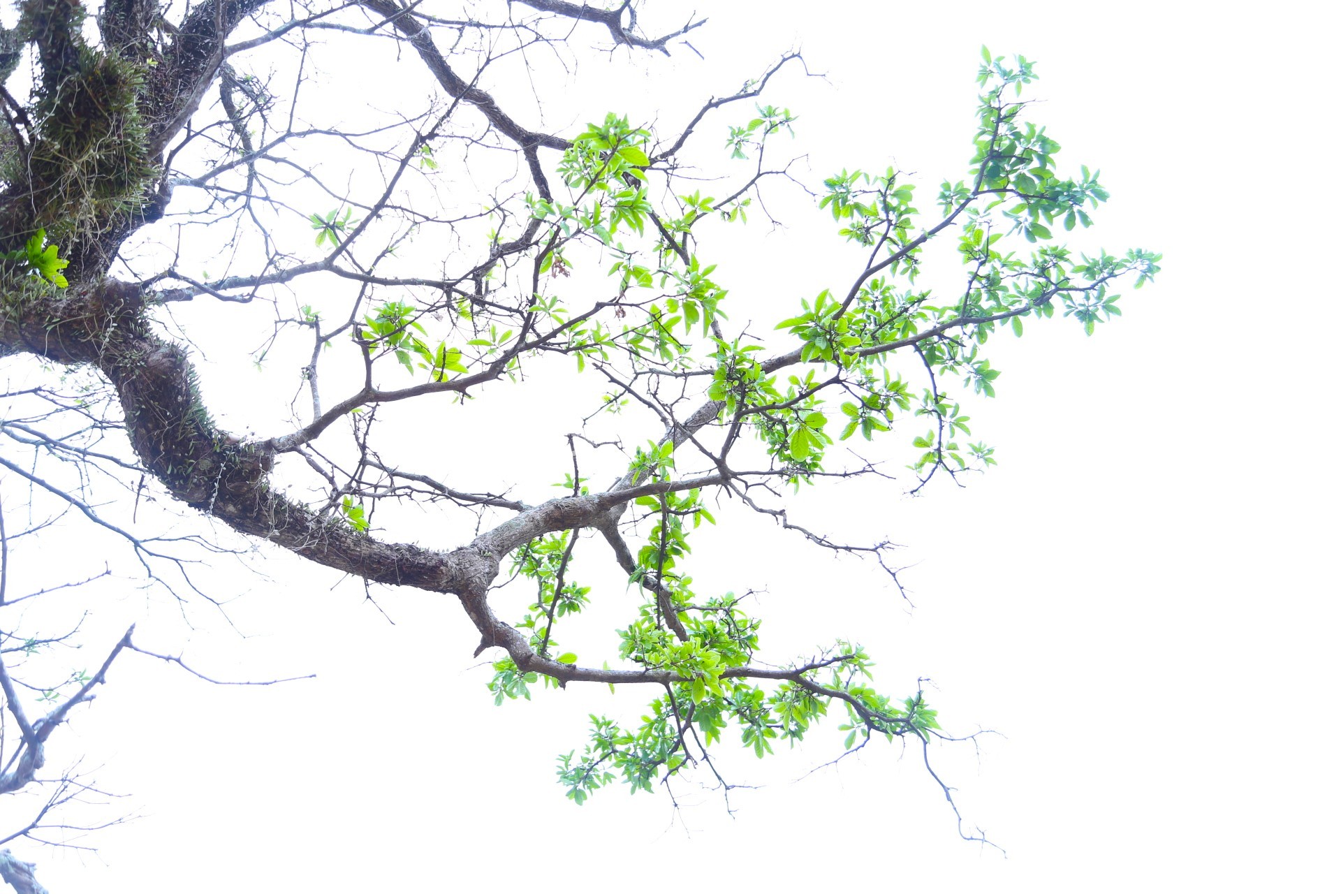 Cây lộc vừng rỗng gốc độc lạ, giá nửa tỷ đồng không bán-7