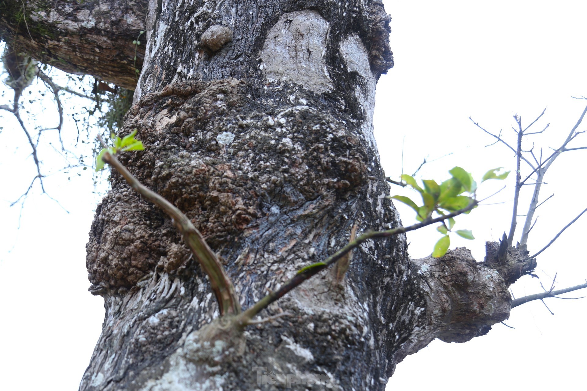 Cây lộc vừng rỗng gốc độc lạ, giá nửa tỷ đồng không bán-8