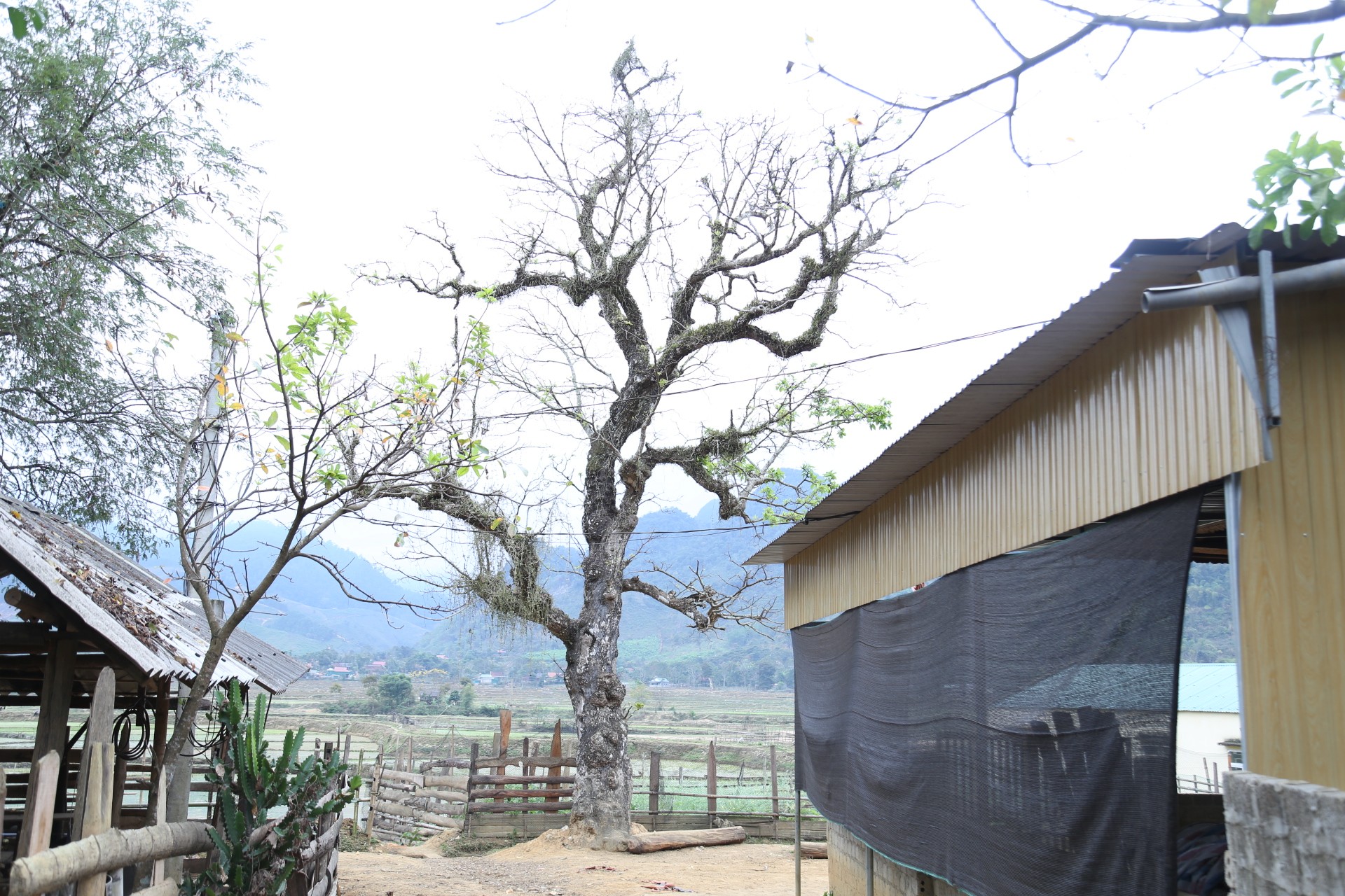 Cây lộc vừng rỗng gốc độc lạ, giá nửa tỷ đồng không bán-9