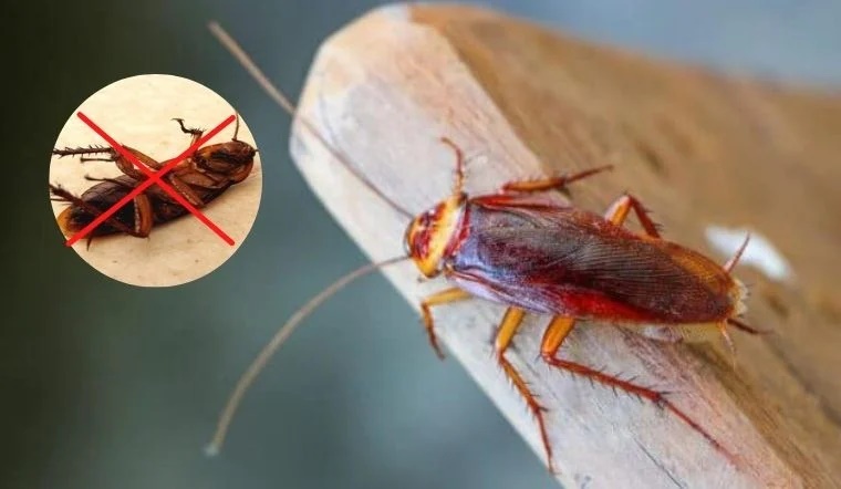 Trong nhà gián tung tăng đi lại: Chỉ cần dùng thứ này 1 phát hạ cả trăm không tốn tiền, không lo độc hại-2