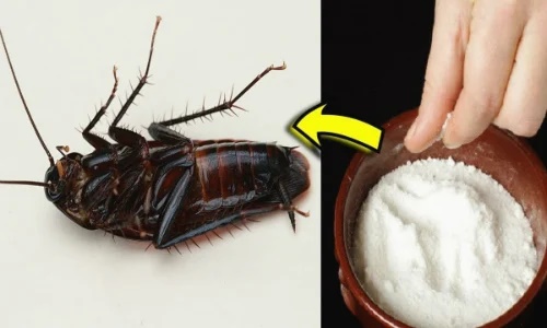 Trong nhà gián tung tăng đi lại: Chỉ cần dùng thứ này 1 phát hạ cả trăm không tốn tiền, không lo độc hại-3