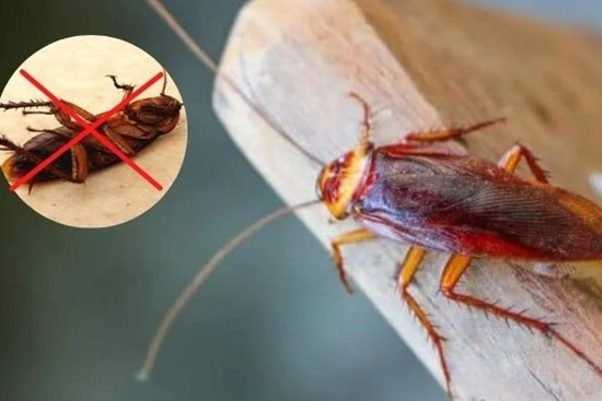 Trong nhà gián tung tăng đi lại: Chỉ cần dùng thứ này 