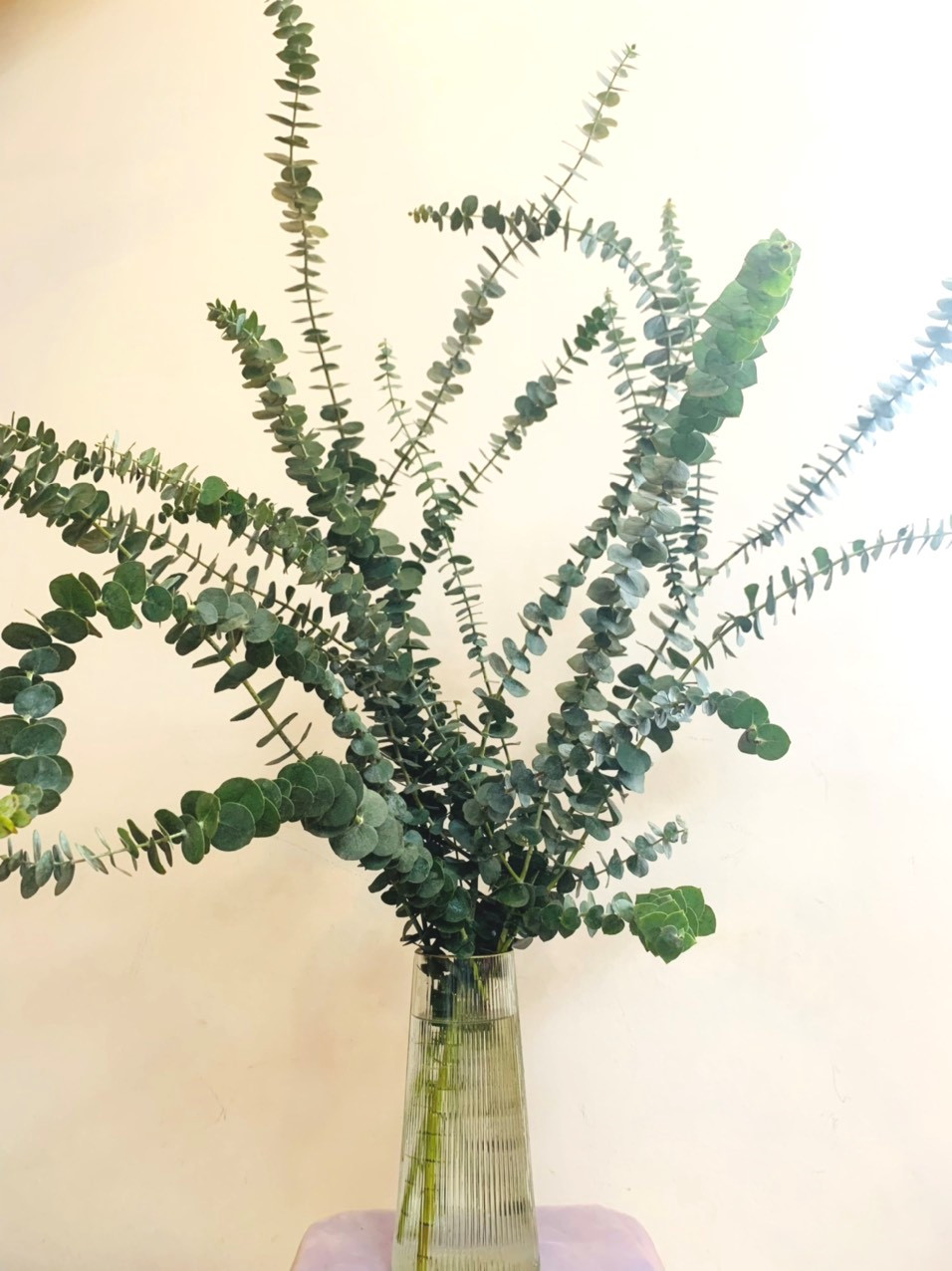 Loại lá từ vài chục nghìn, chị em kháo nhau mua về cắm xua tan mùi nồm ẩm-2